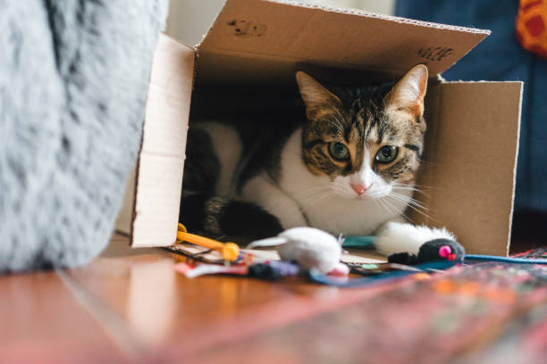 Les 3 règles d’or pour l’adaptation du chat timide à la maison